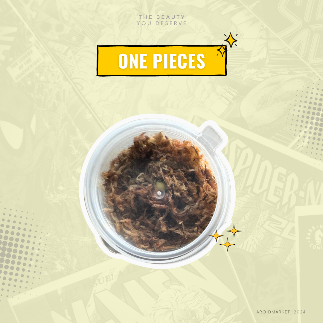 Anthurium papillilaminum hybrid variegated x Anthurium BVIT (seeds)