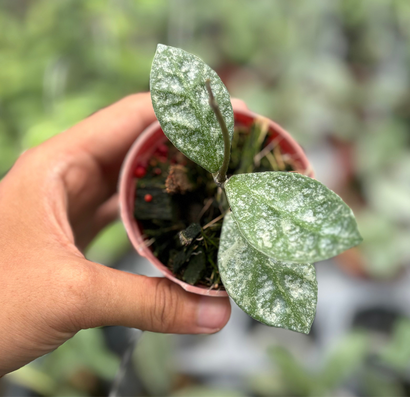 Hoya rundumensis splash