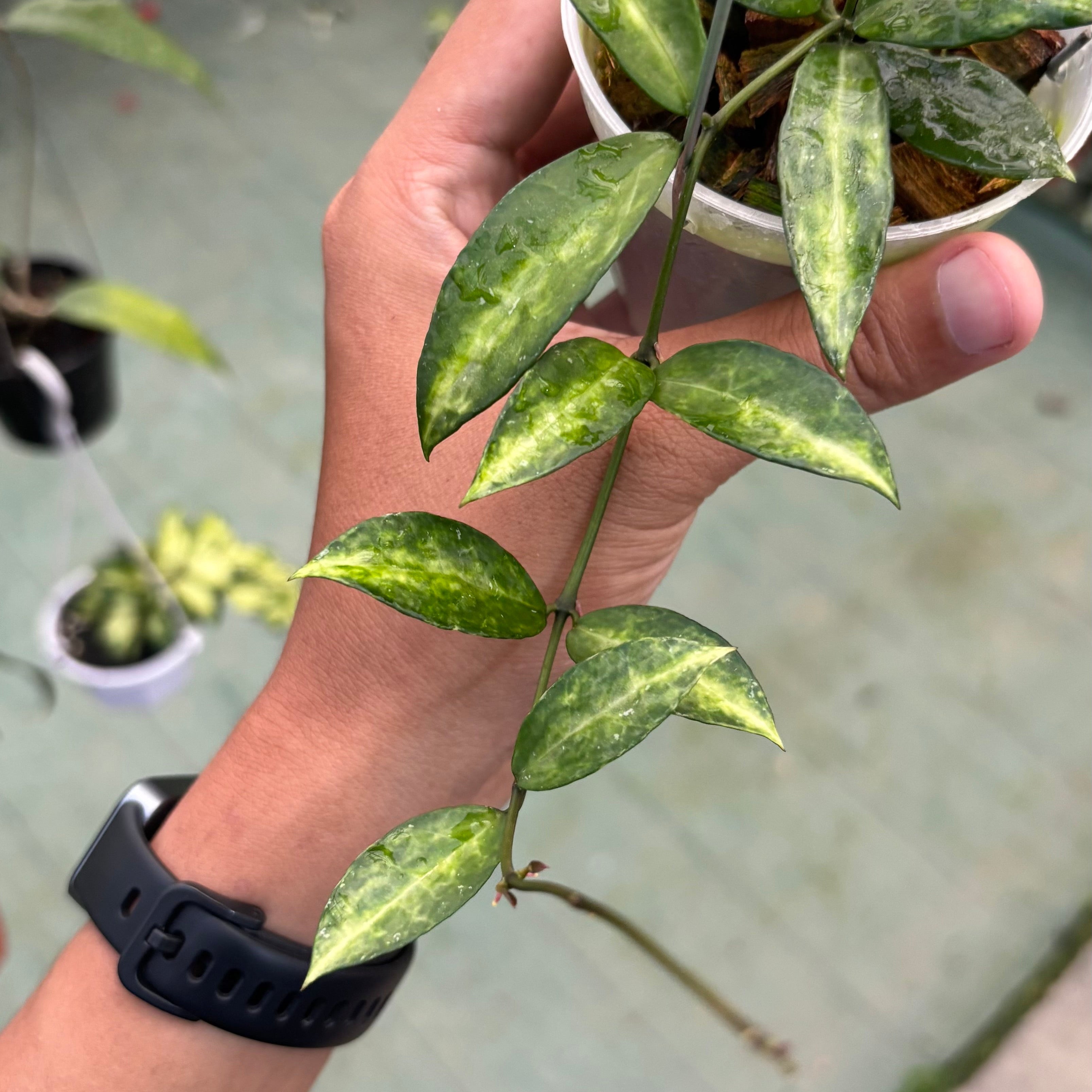 Hoya lacunosa ‘peridot’