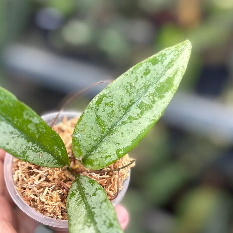 Hoya buntokensis silver