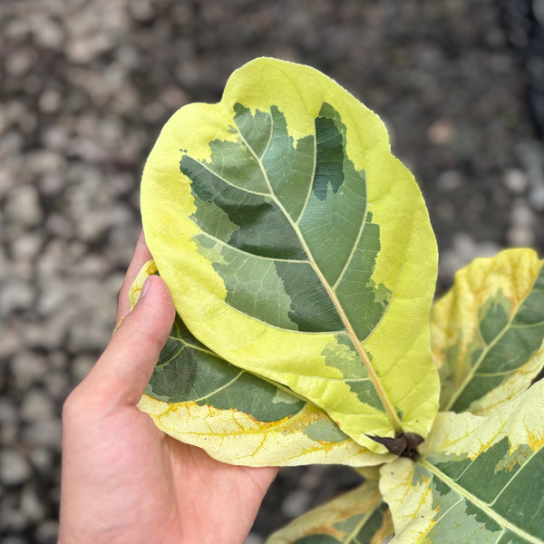 Ficus lyrata variegated