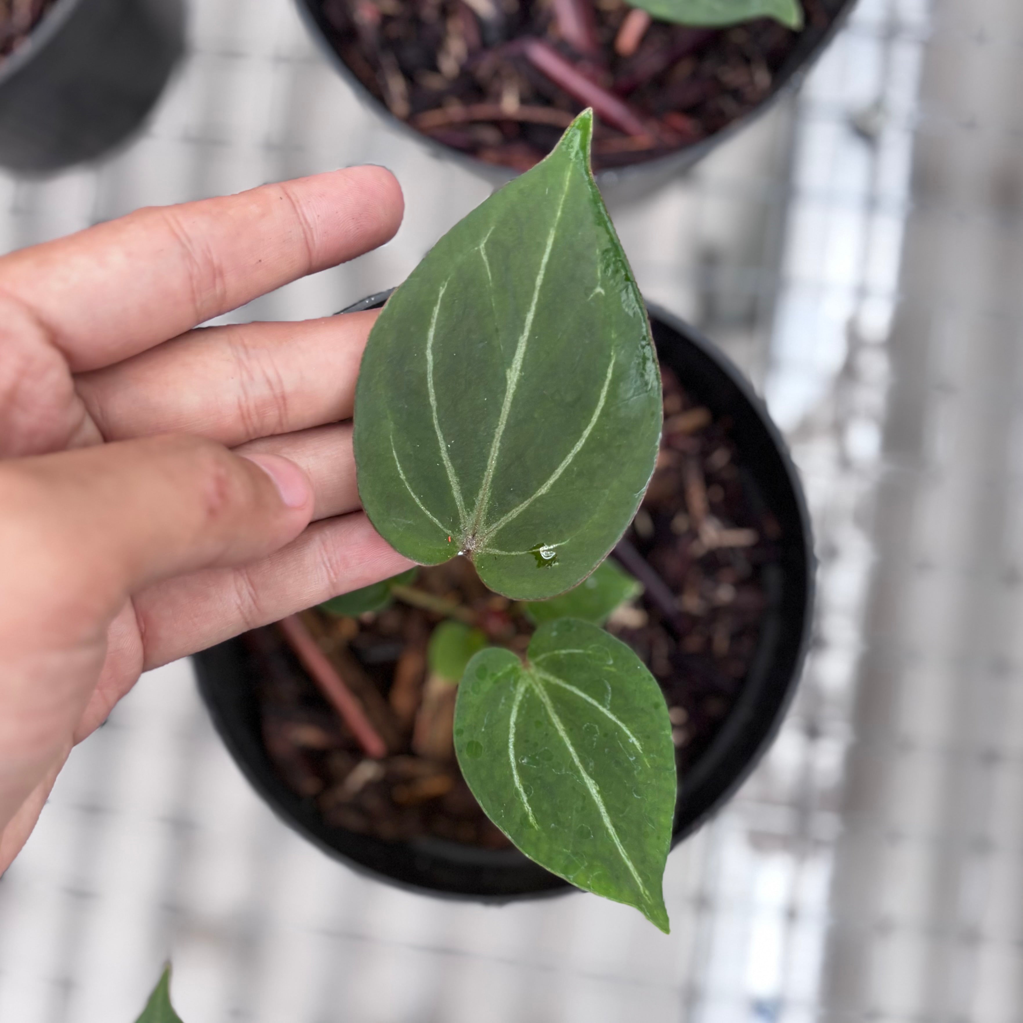 Anthurium king of spades - seedling