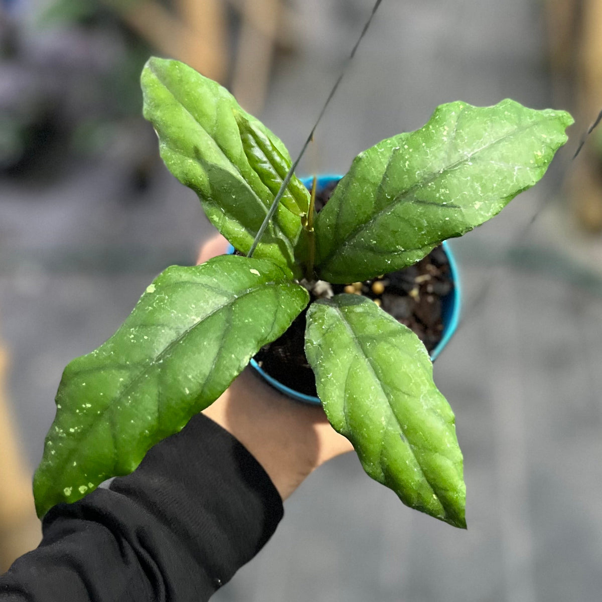 Hoya sp aceh takengon x gunung gading