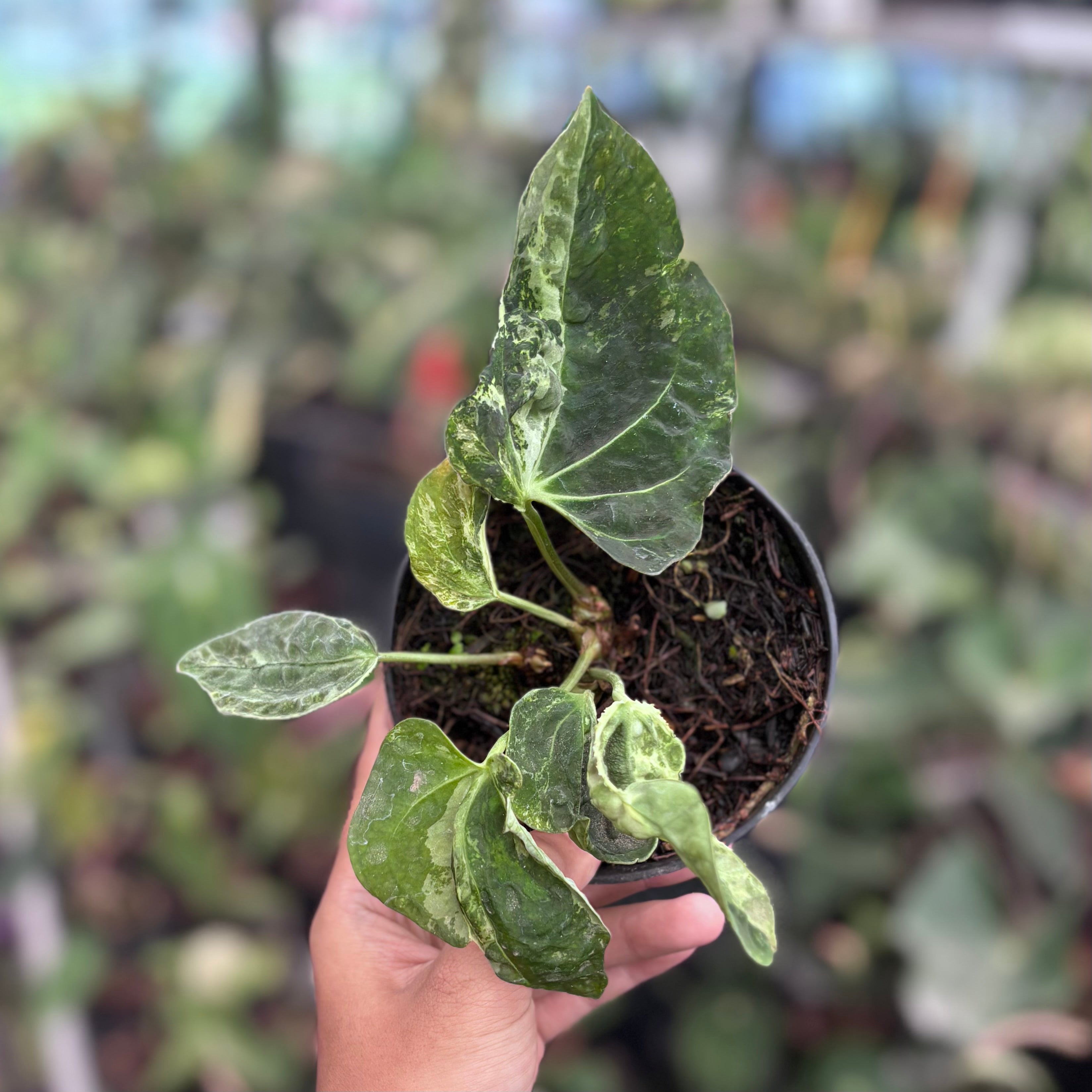 Anthurium forgetii variegated x papilaminum