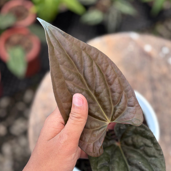 Anthurium night queen