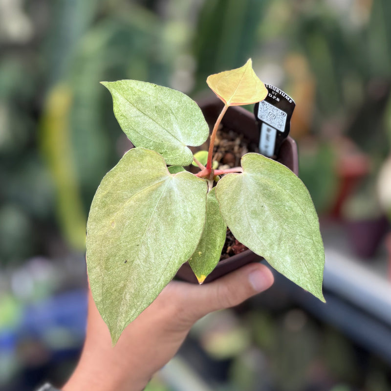 Anthurium blue goliath x papilillaminum NoiD