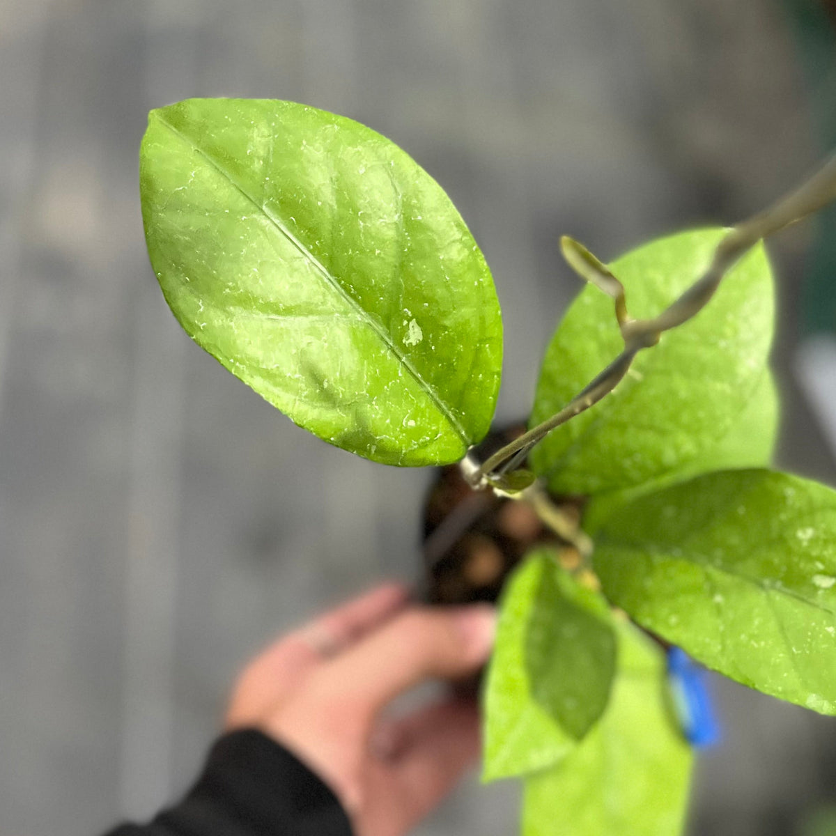 Hoya sp aceh 'rhino skin'