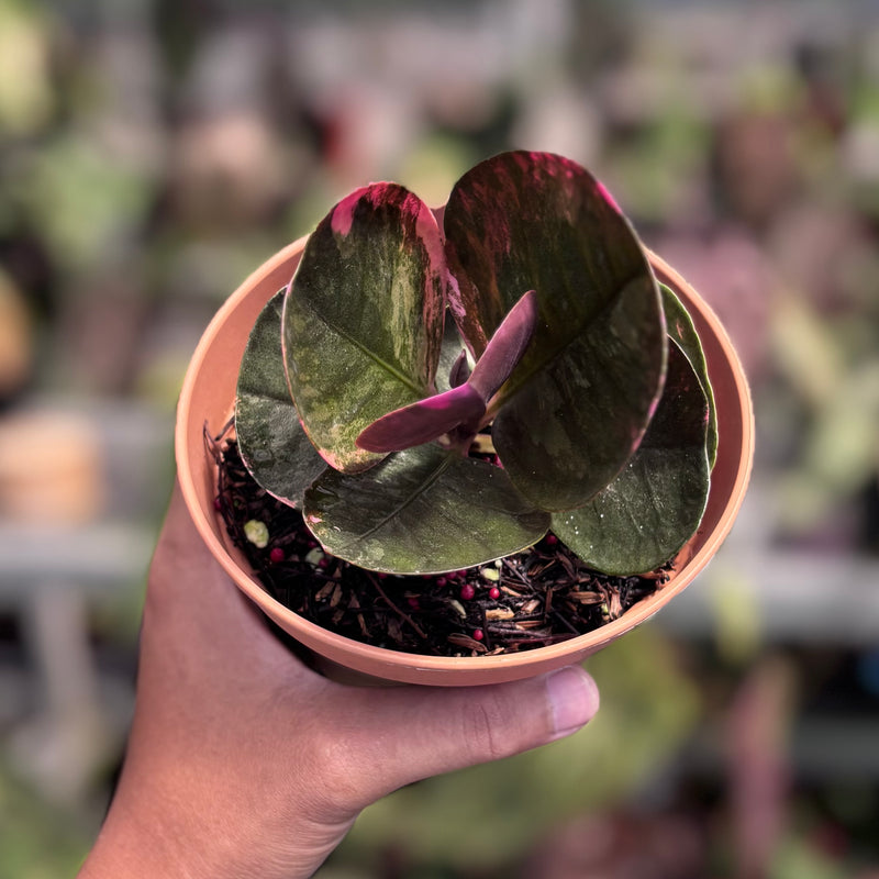 Labisia black love pink variegated