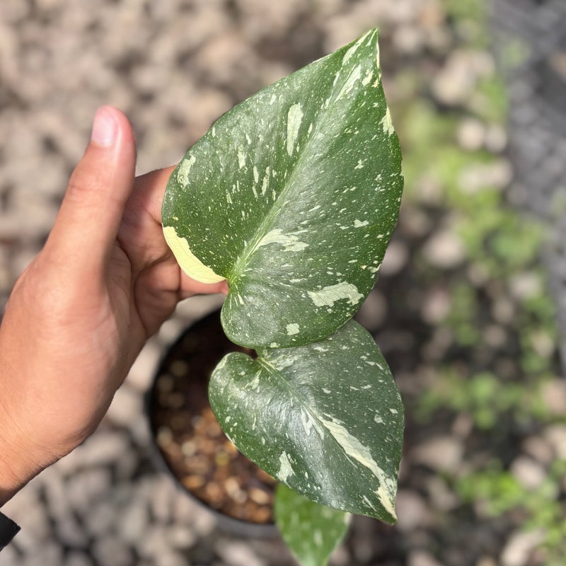 Monstera Thai Constellation small