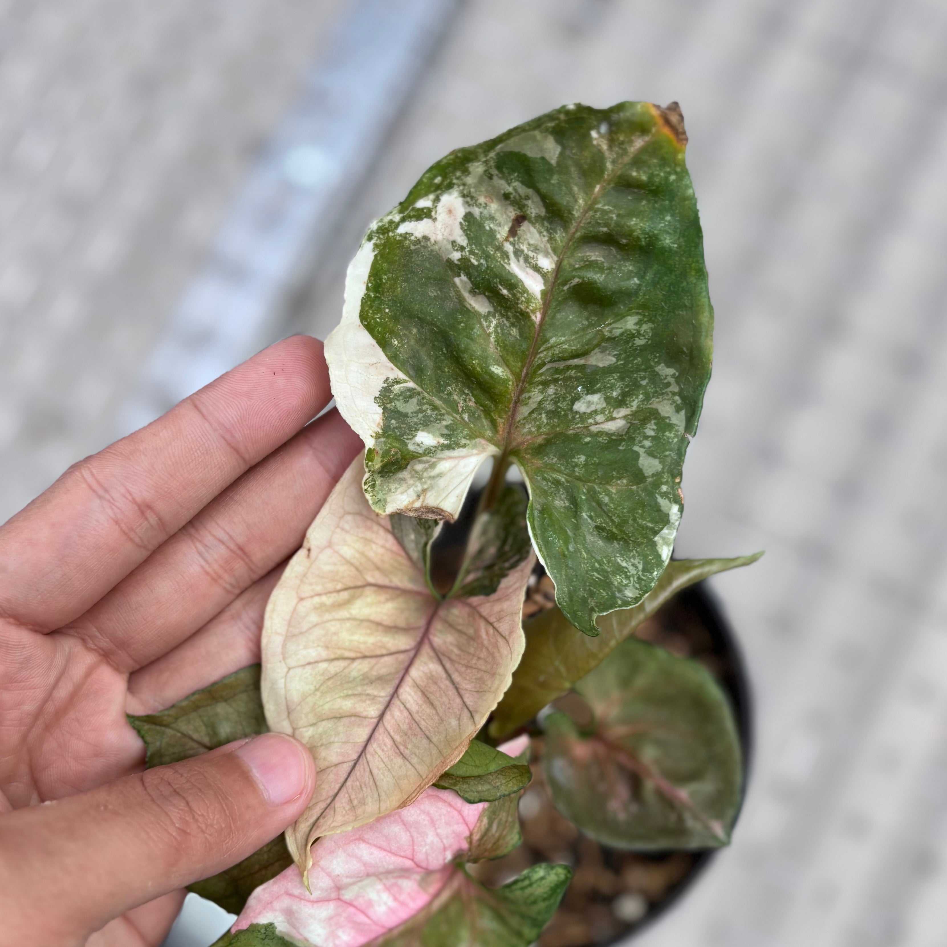 Syngonium strawberry ice galaxy