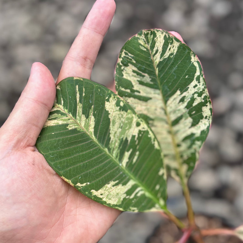 Plumeria rubra ‘maya’ variegated