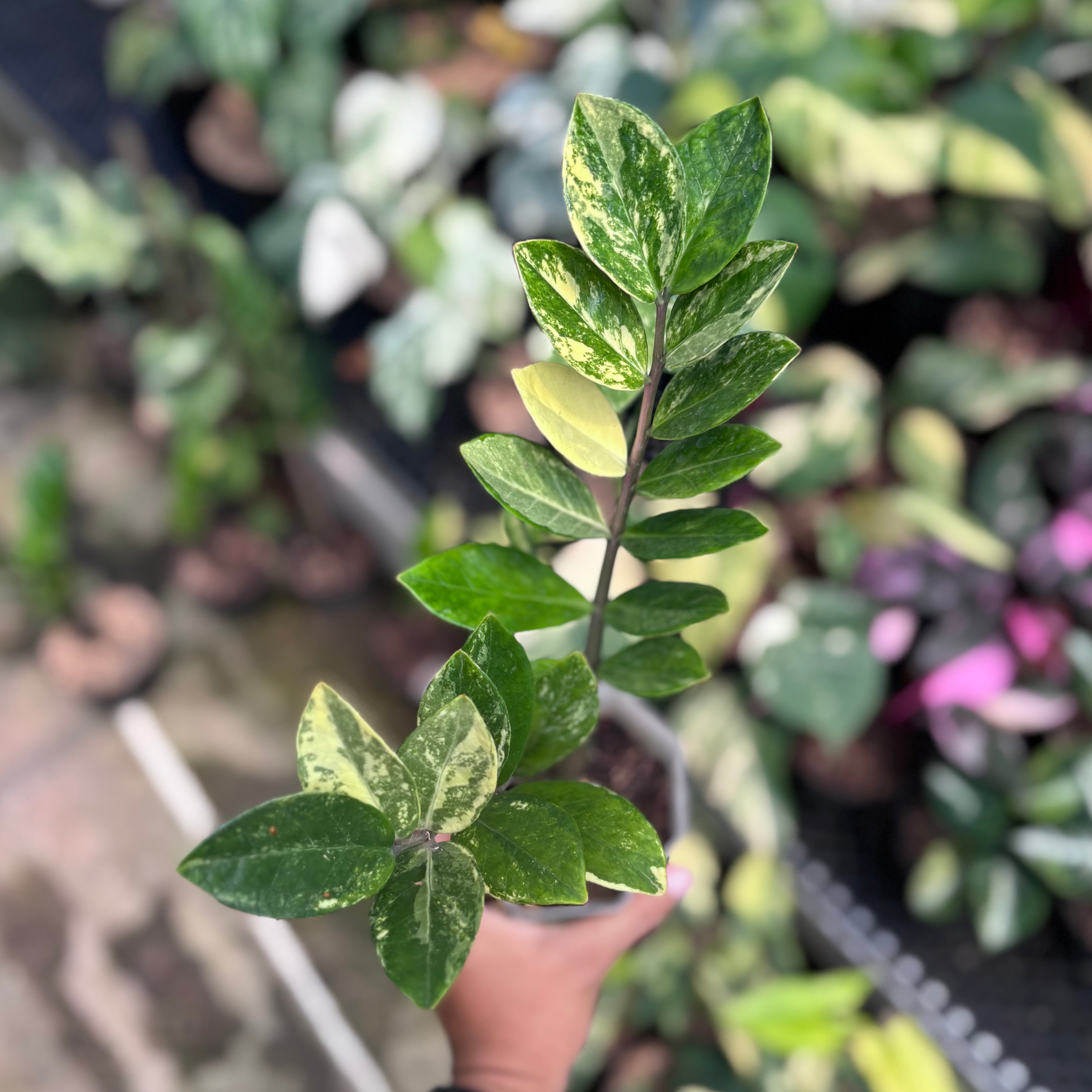 Zamioculcas zamiifolia variegated - ZZ plant