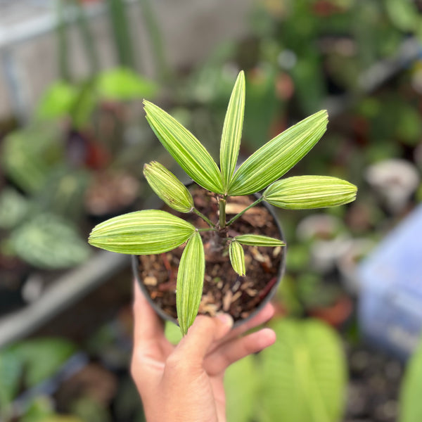 Palm rhapis excelsa (lady palm) variegated