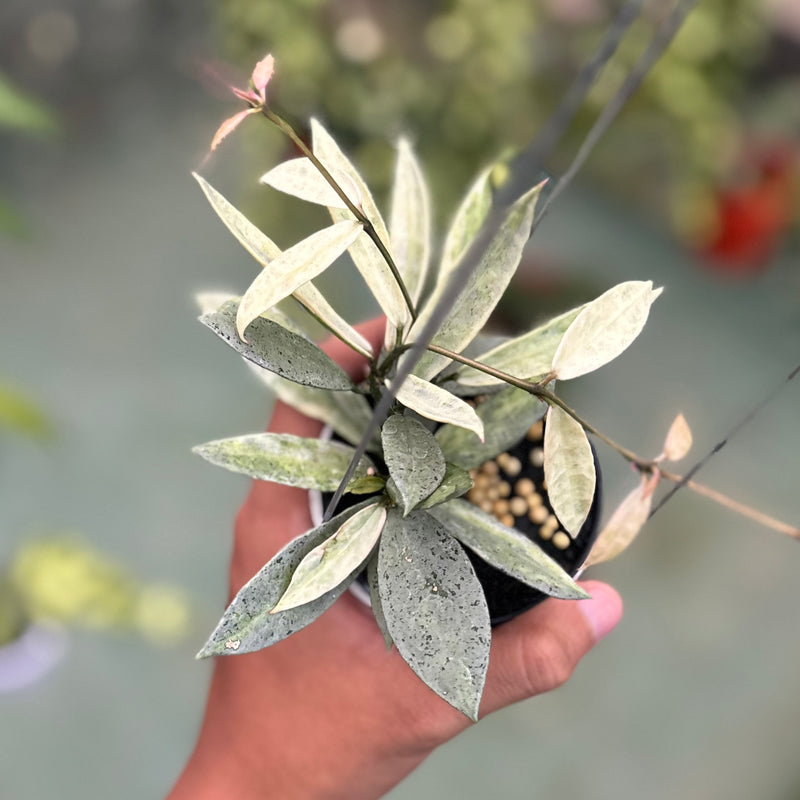 Hoya lacunosa winter pandora