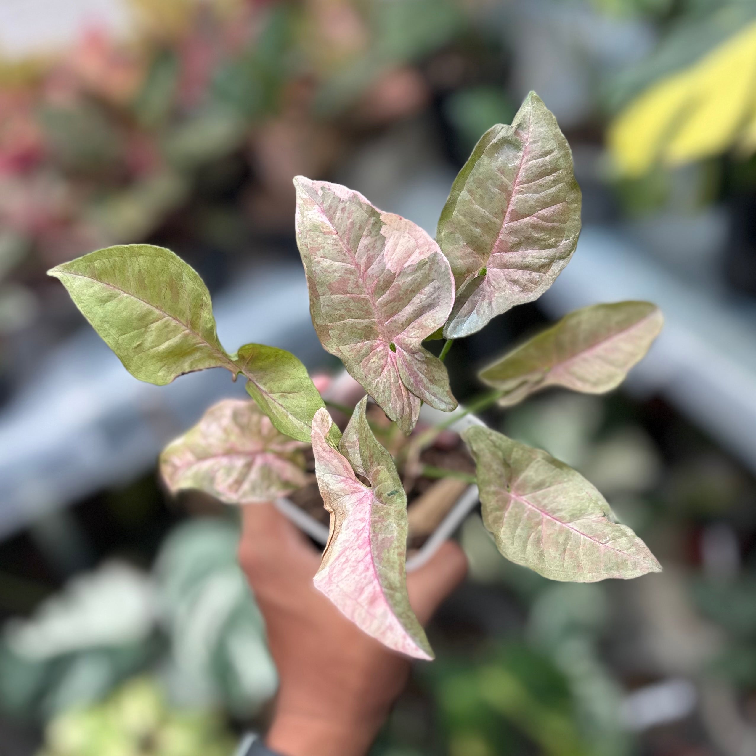 Syngonium pink spot double variegated - PSDV