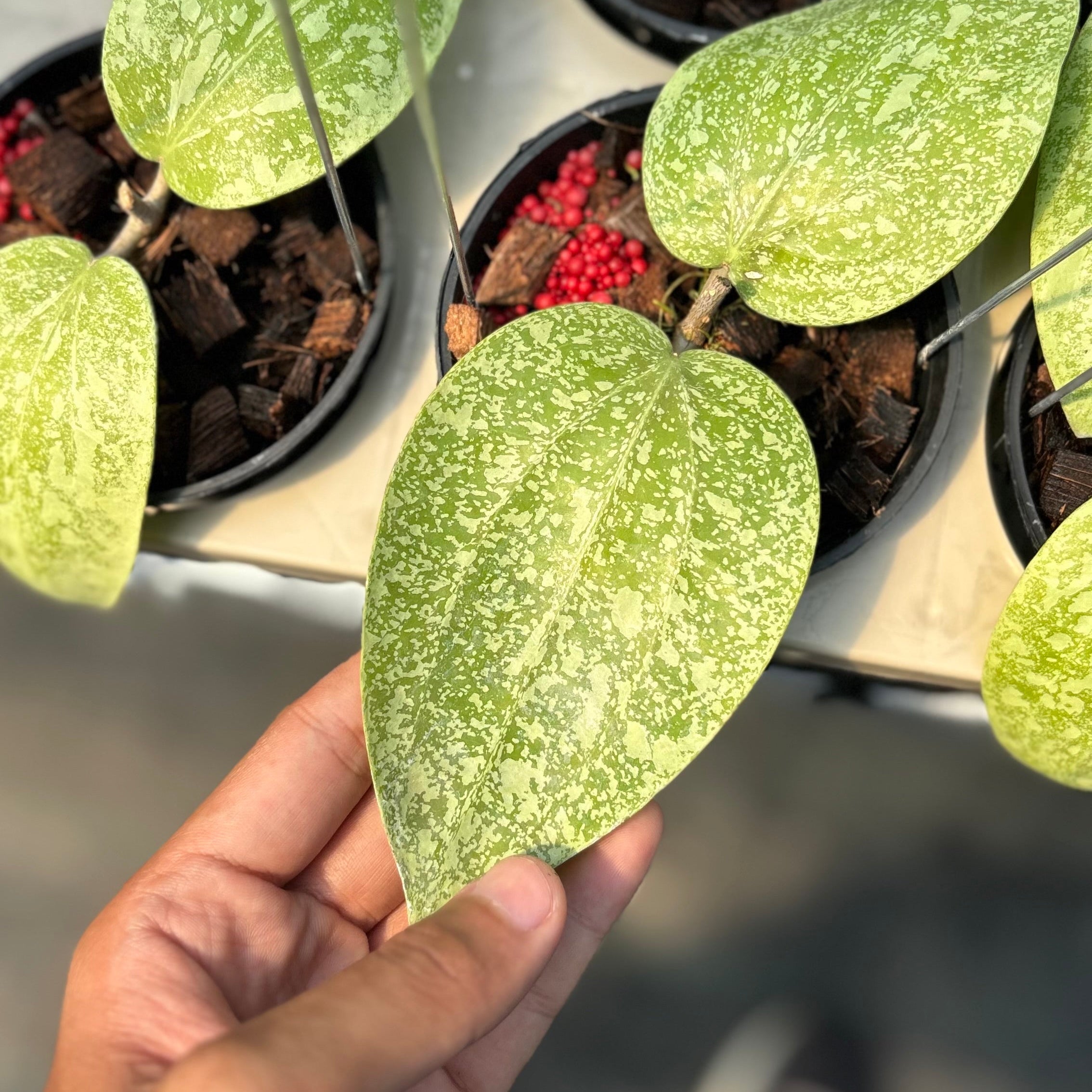 Hoya glabra silver splash