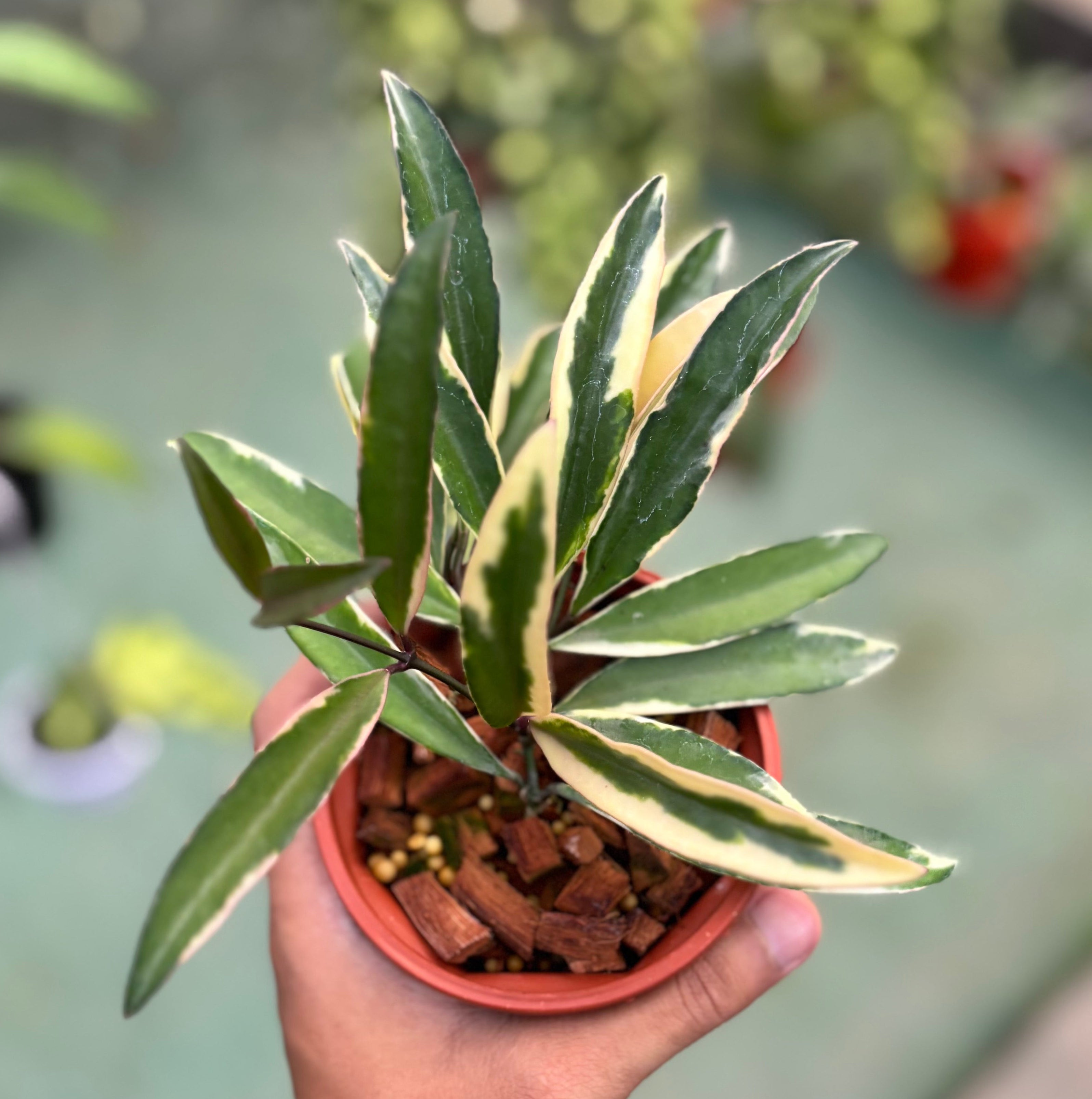 Hoya wayetii albomarginata