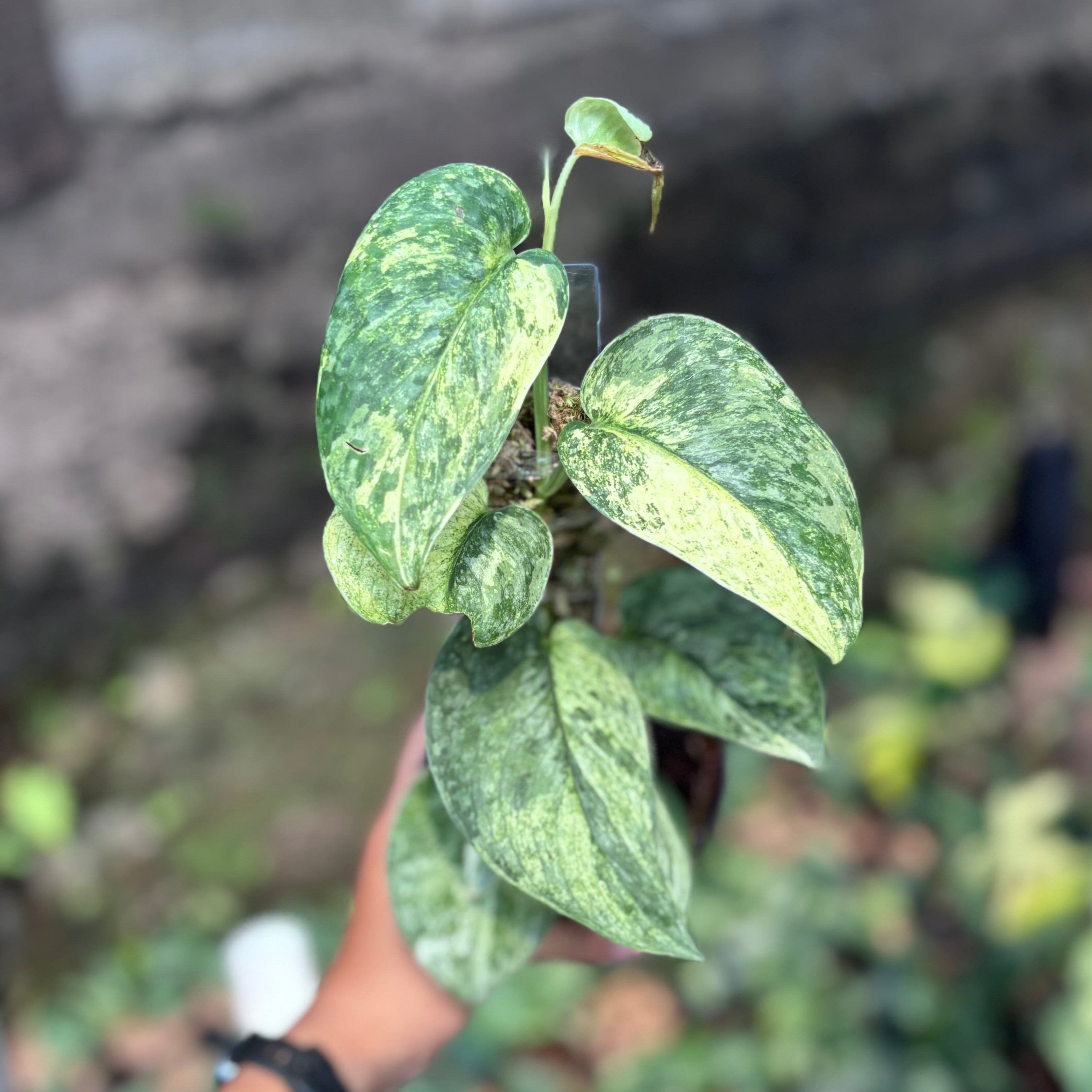 Scindapsus silver cloud - vining