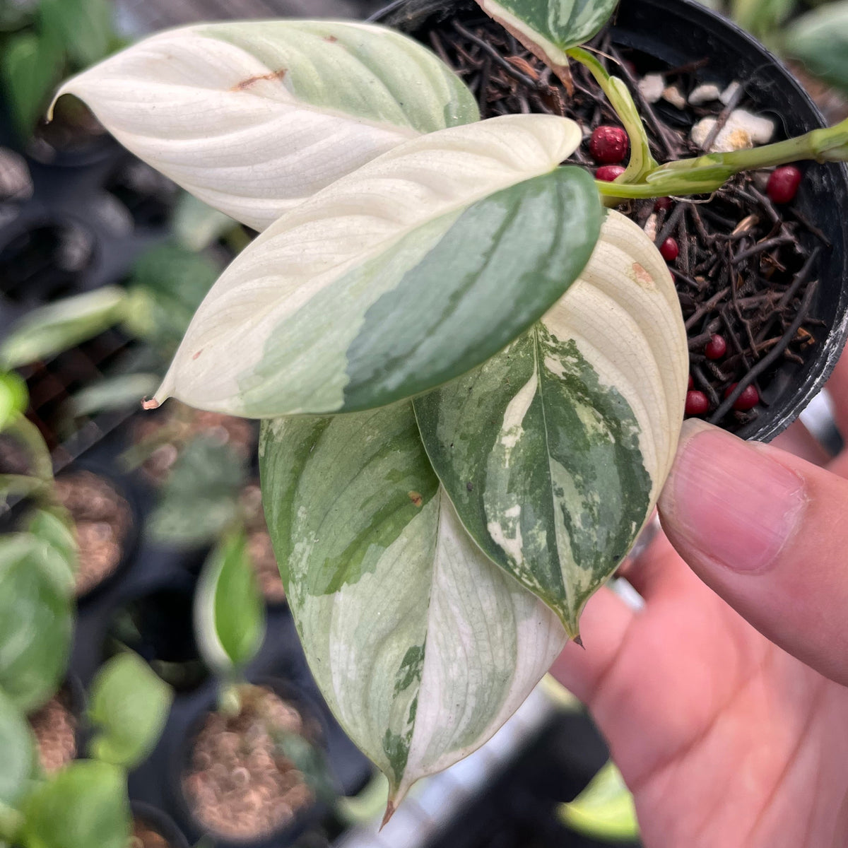 Philodendron brandtianum variegated