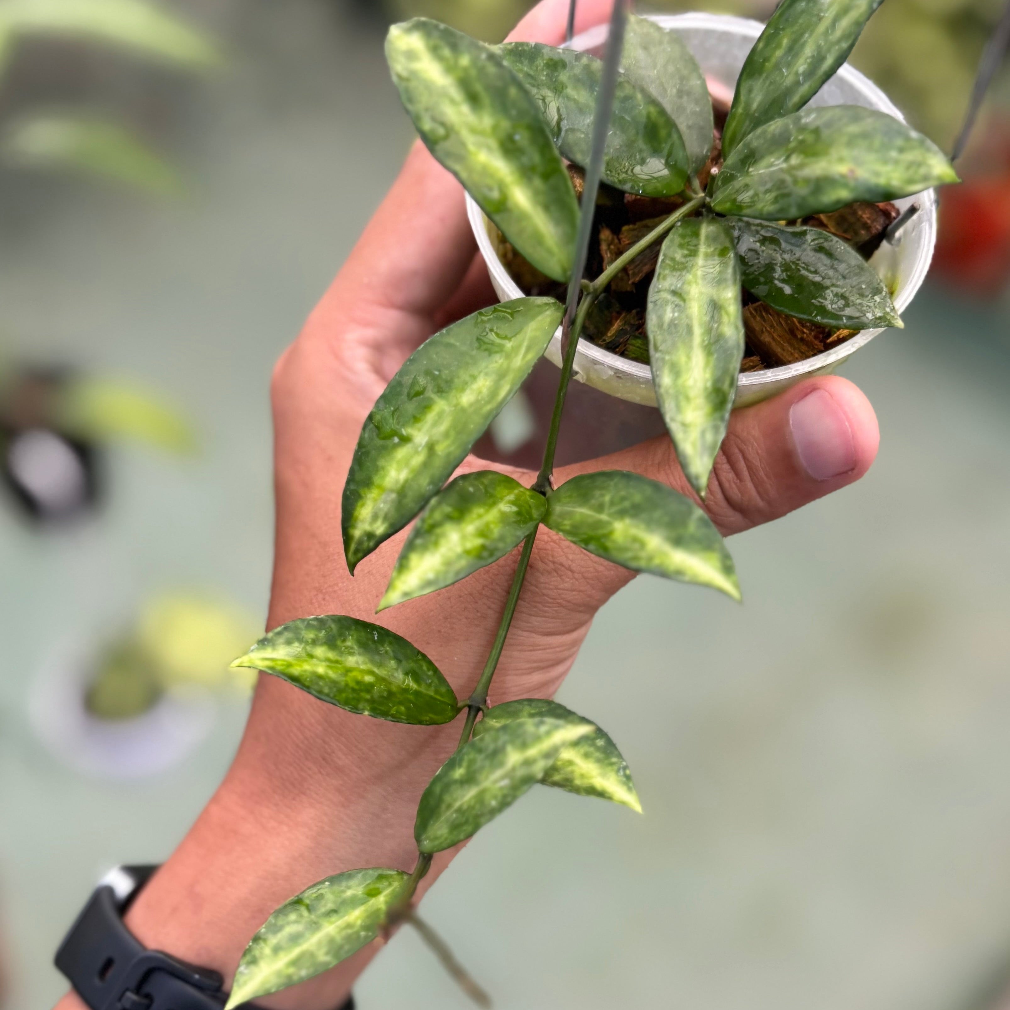 Hoya lacunosa ‘peridot’