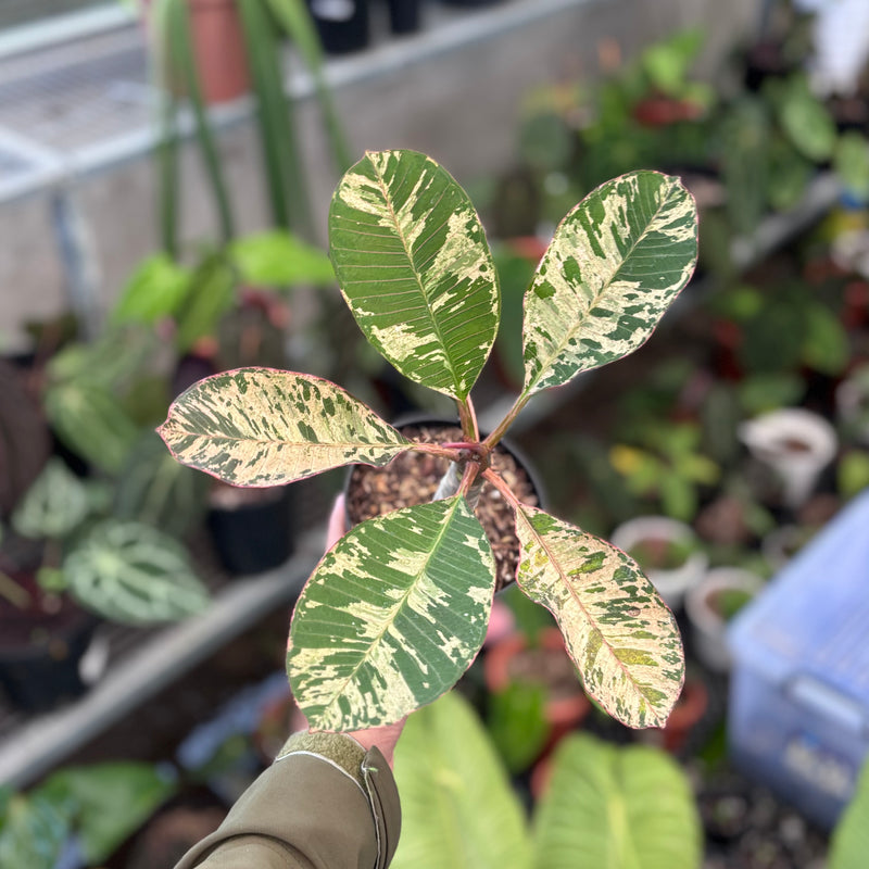 Plumeria rubra ‘maya’ variegated