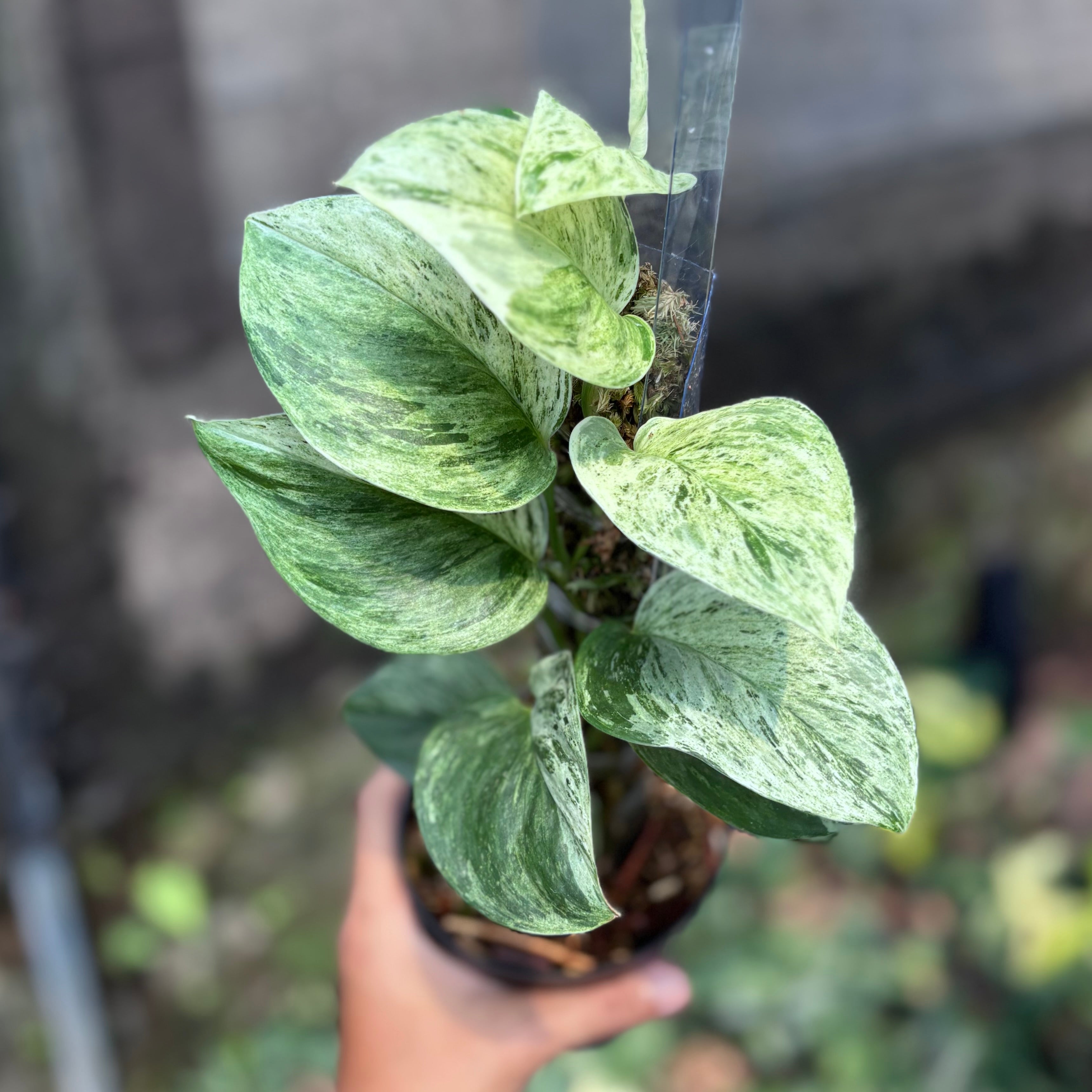 Scindapsus treubii moonlight marble variegated - vining