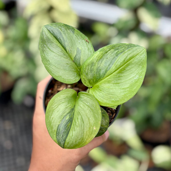 Scindapsus moonlight green on green variegated