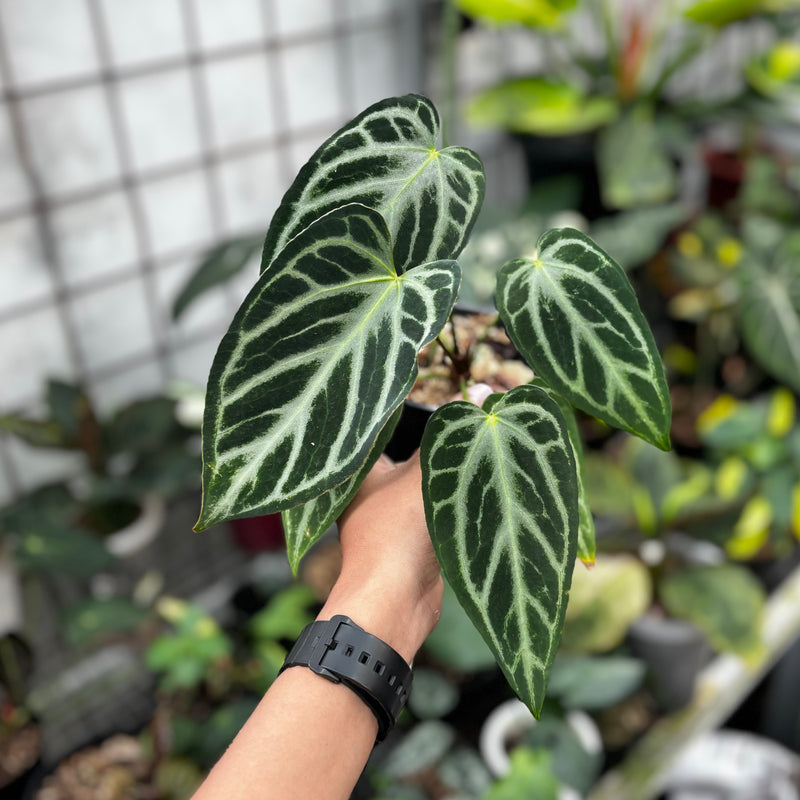 Anthurium silver butterfly