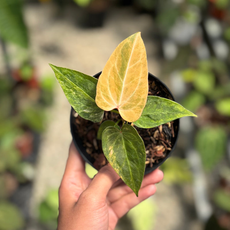 Anthurium papillilaminum pink variegated x KOS (King Of Spades)