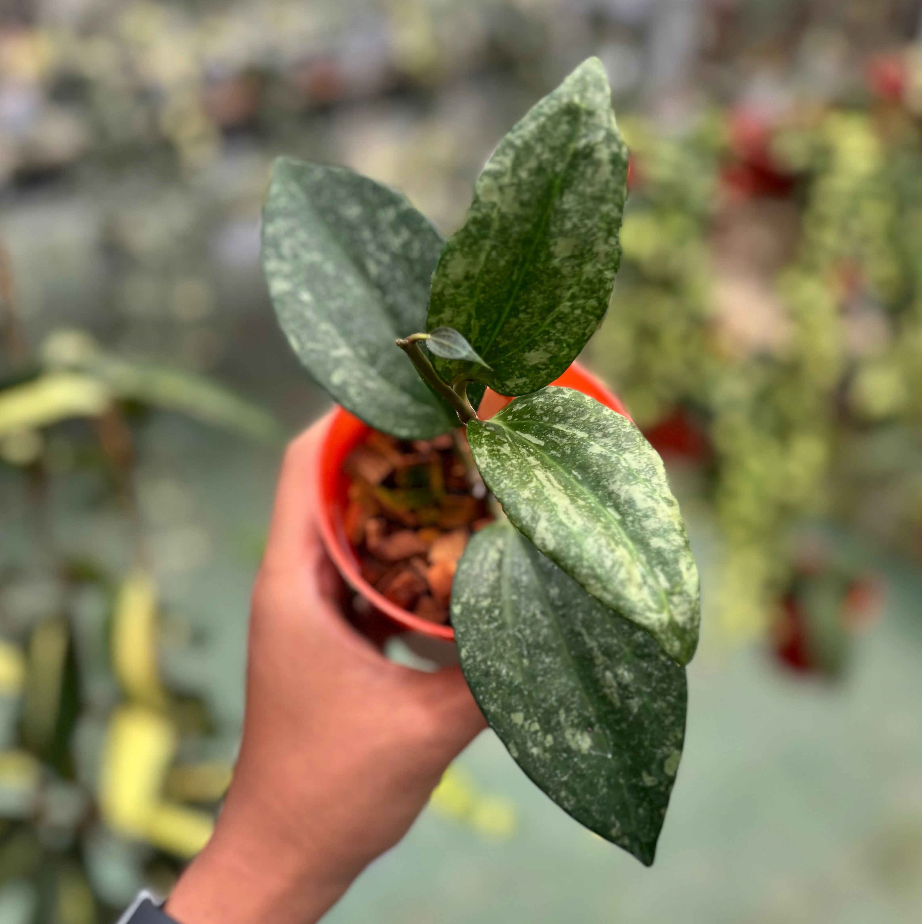 Hoya latifolia rimba perak