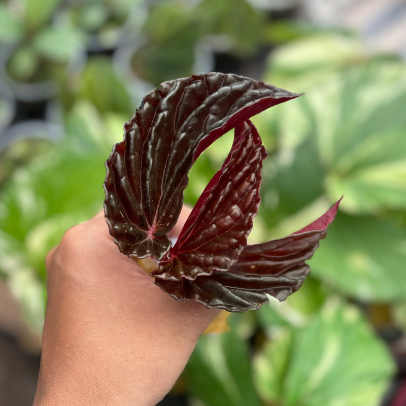 Begonia blood of black Sp Borneo