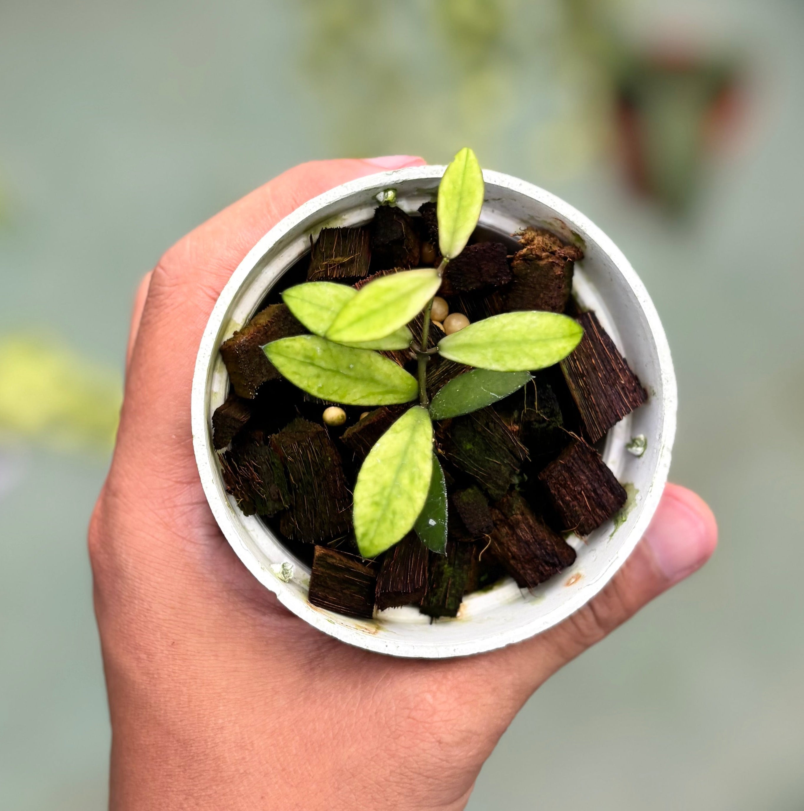 Hoya mini coin variegated