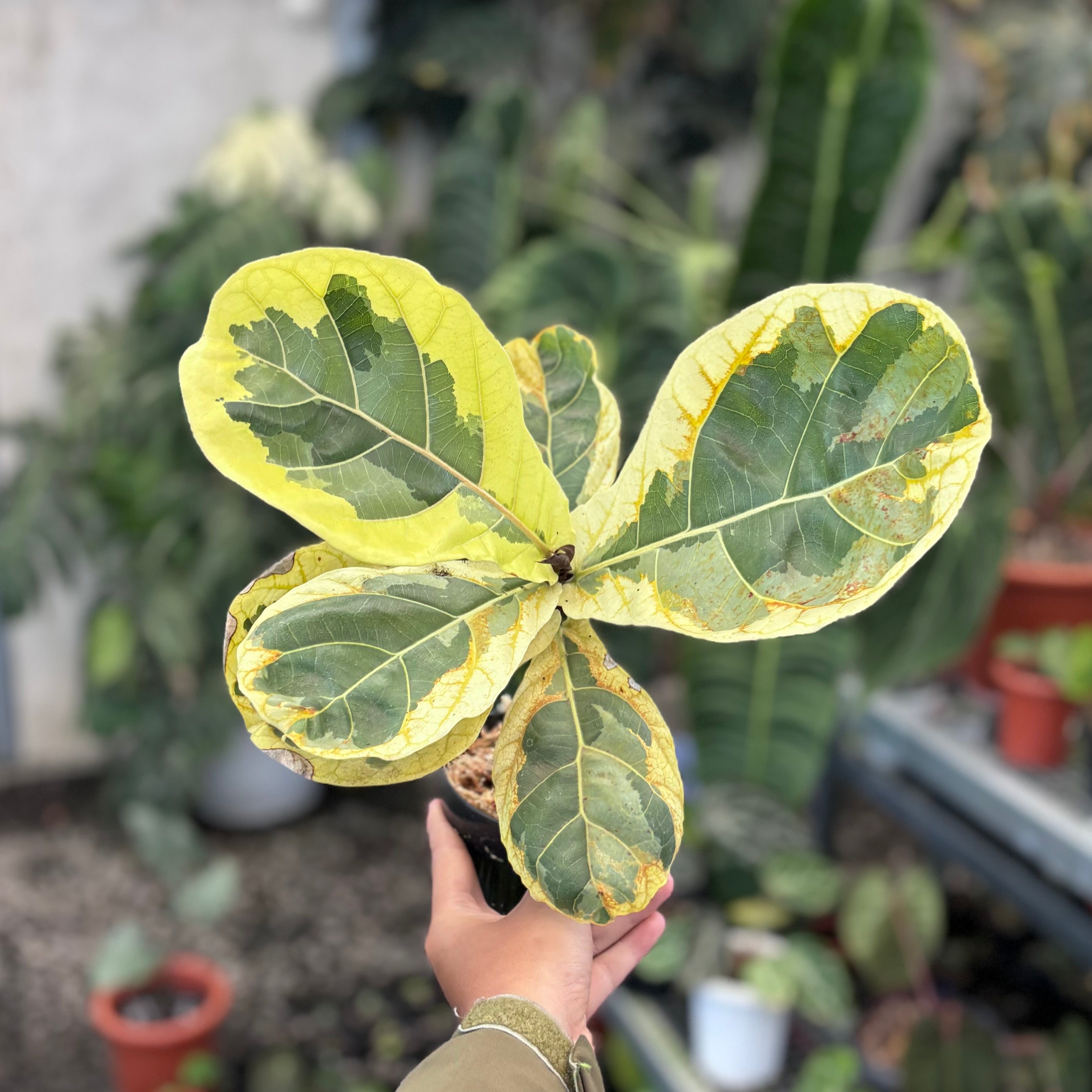 Ficus lyrata variegated