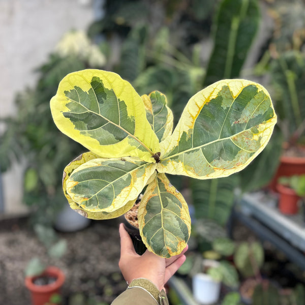 Ficus lyrata variegated