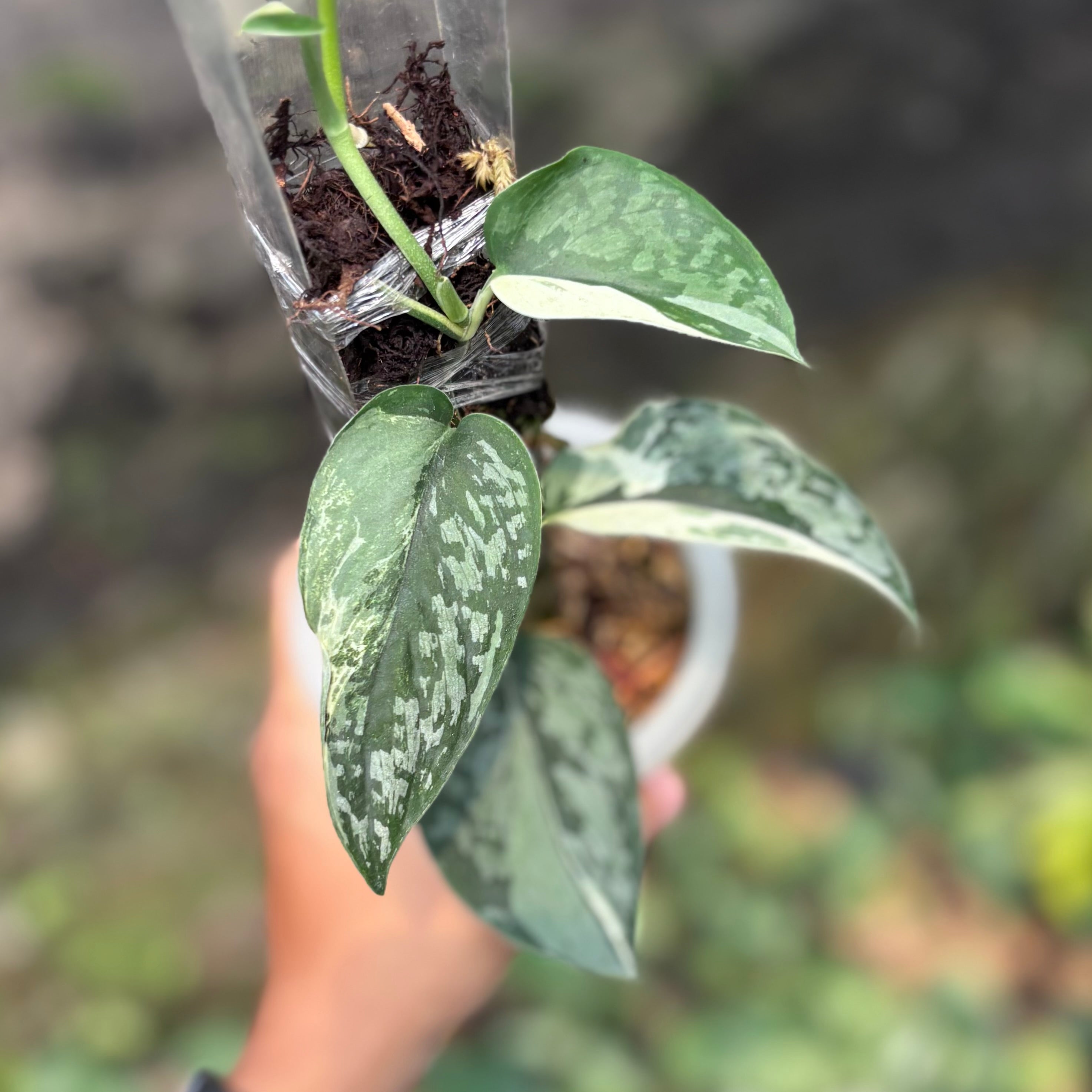 Scindapsus exotica albo variegated