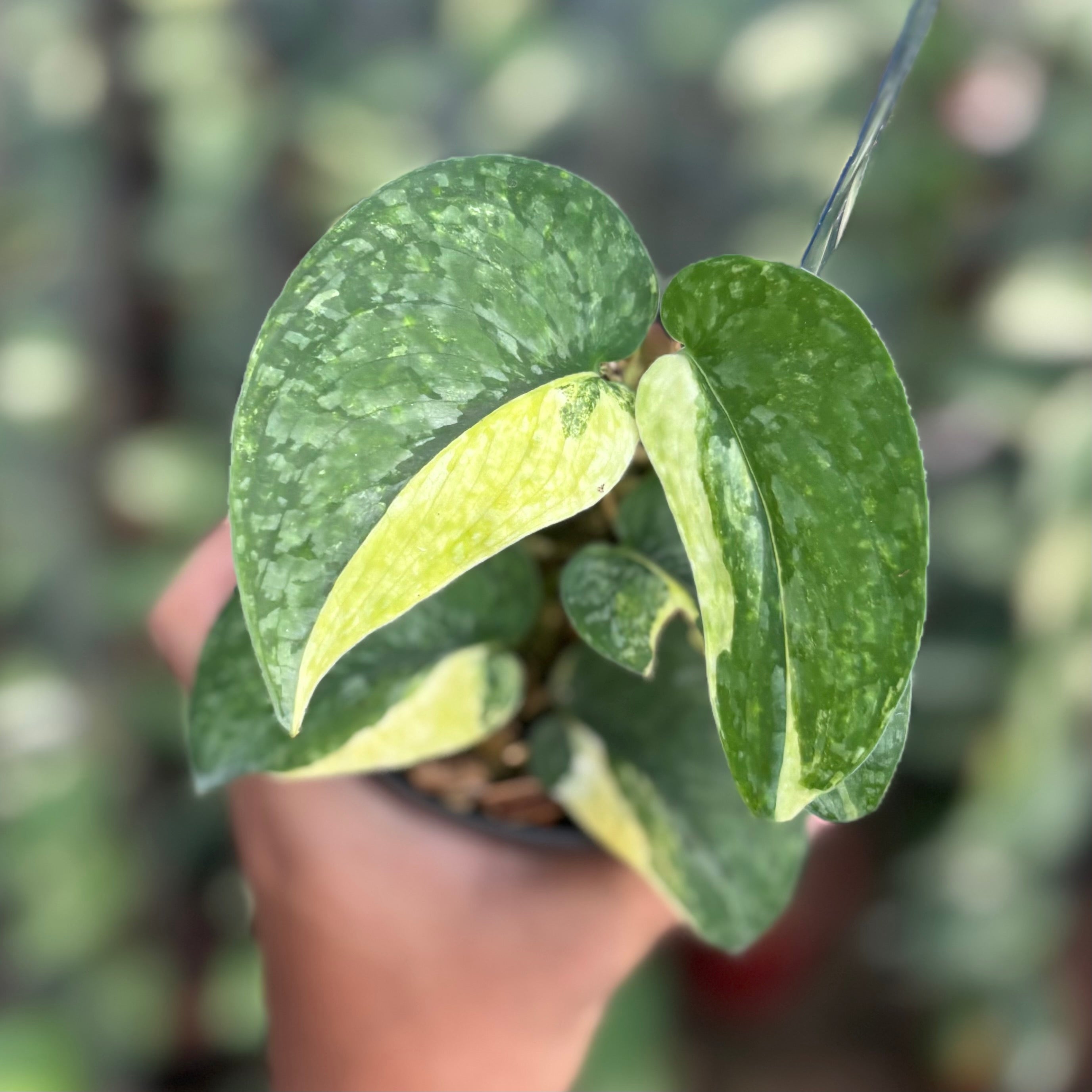 Scindapsus leopard variegated