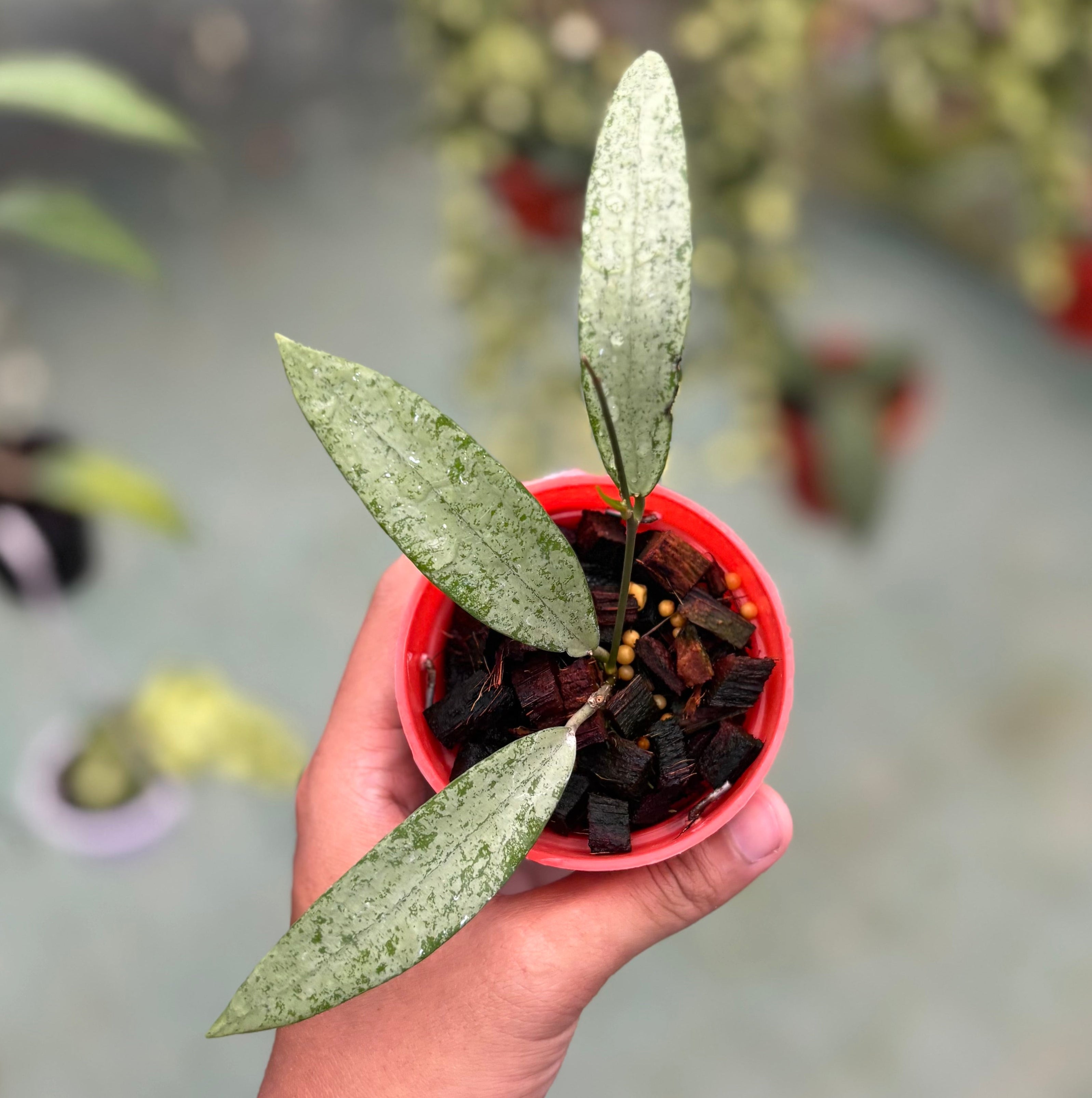 Hoya sp bengkulu silver