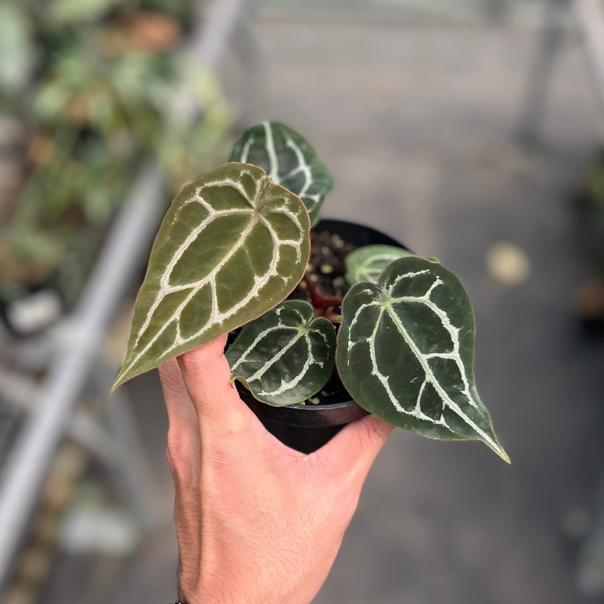 Anthurium forgetii x (michelle x tortoise grey)
