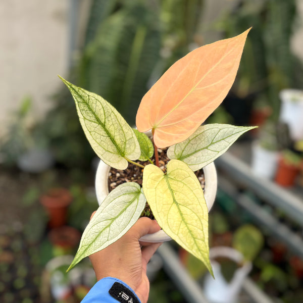 Anthurium silver blush white mint variegated  - Mature size