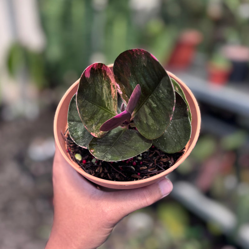 Labisia black love pink variegated