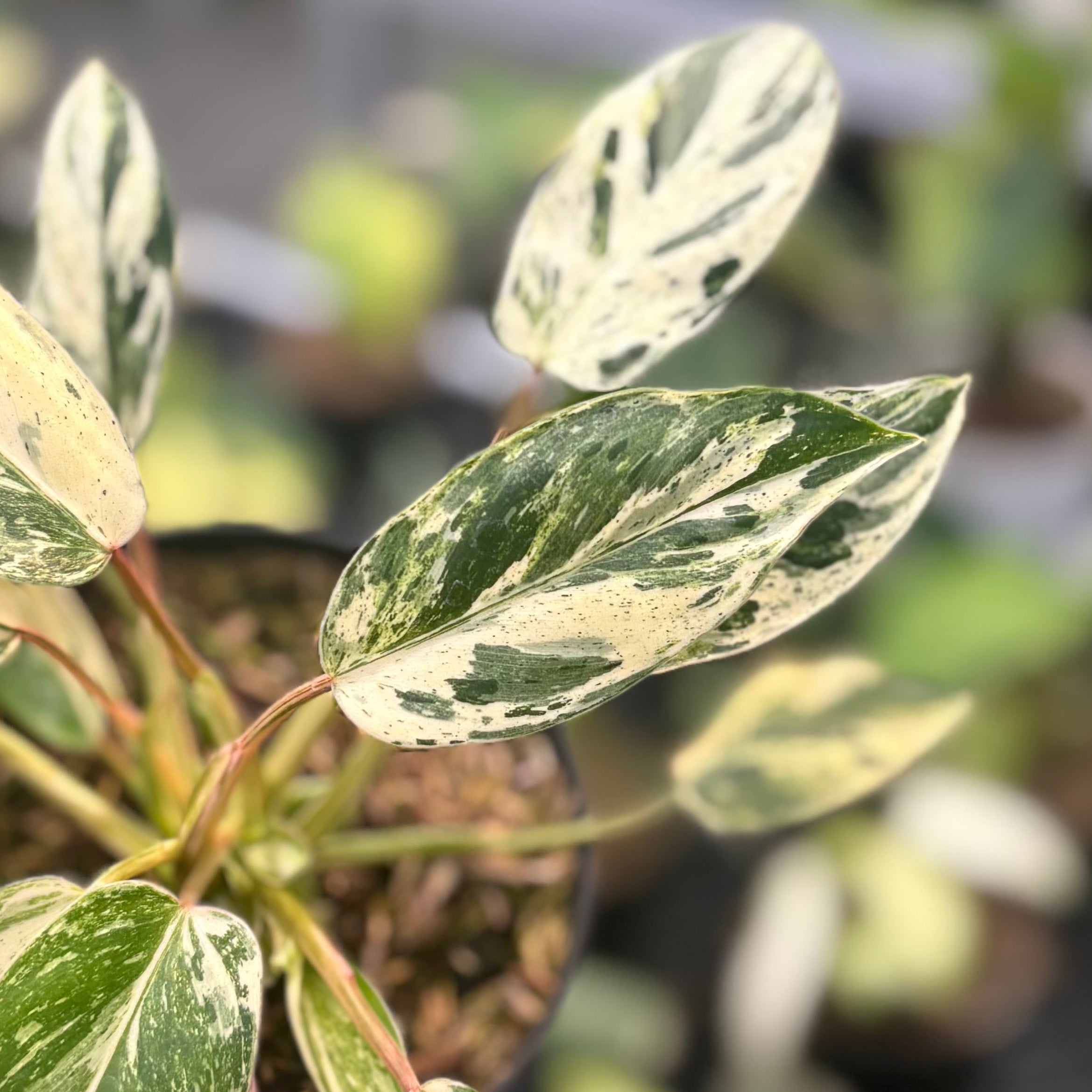 Philodendron Emerald Ice