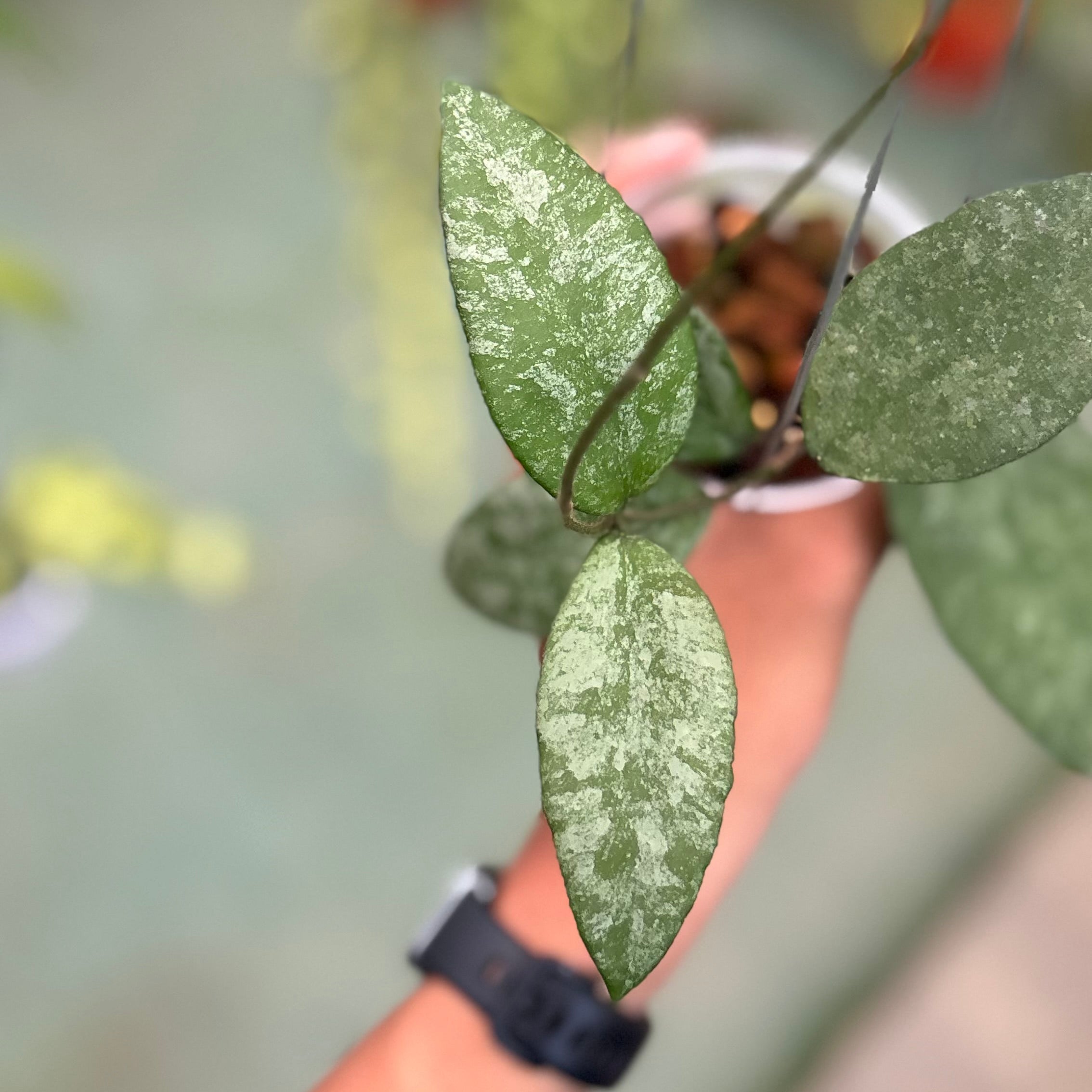 Hoya caudata snow dust