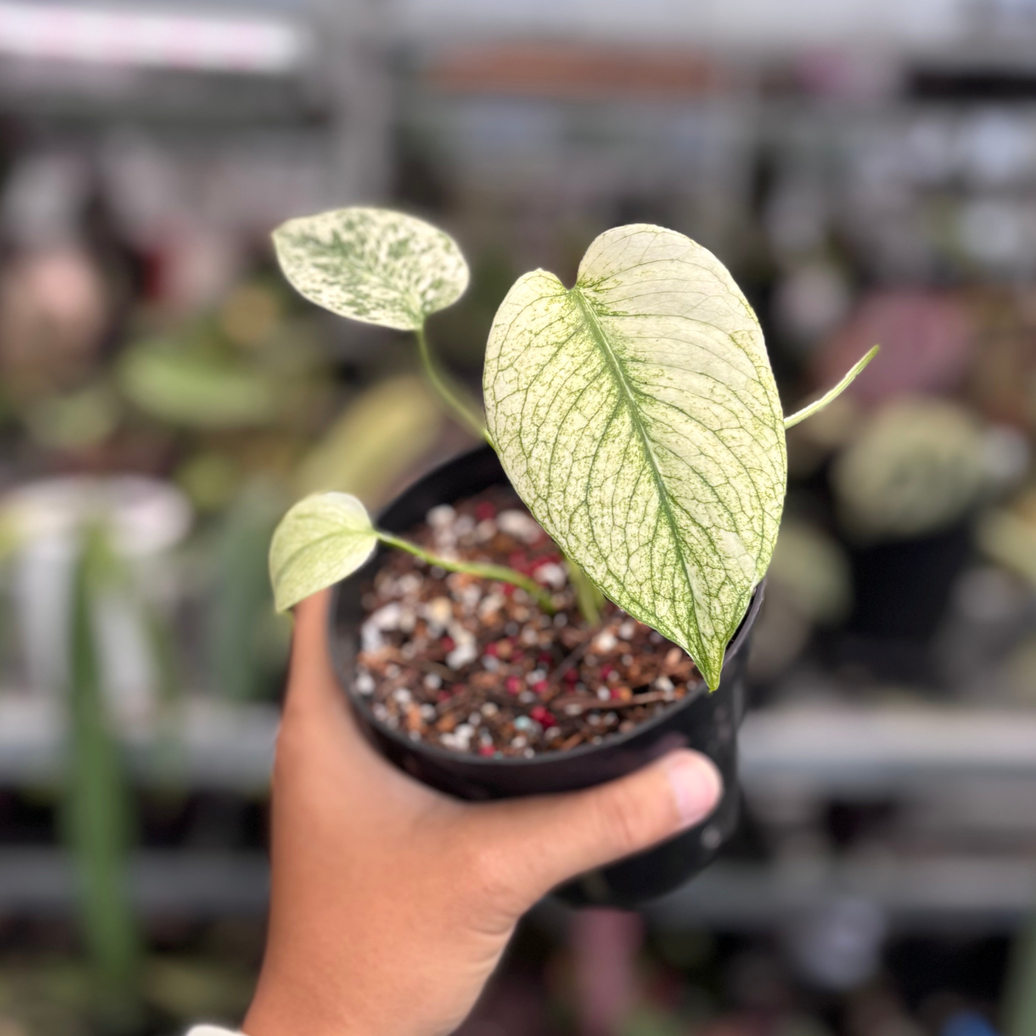 その他観葉植物 Monstera siltepecana variegated Monstera Siltepecana Aurea Variegata | Rare plant | Studio Plants
