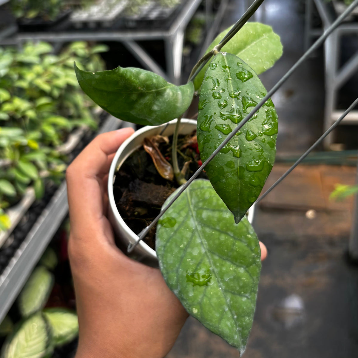 Hoya sp. 'Aceh Black Octopus'