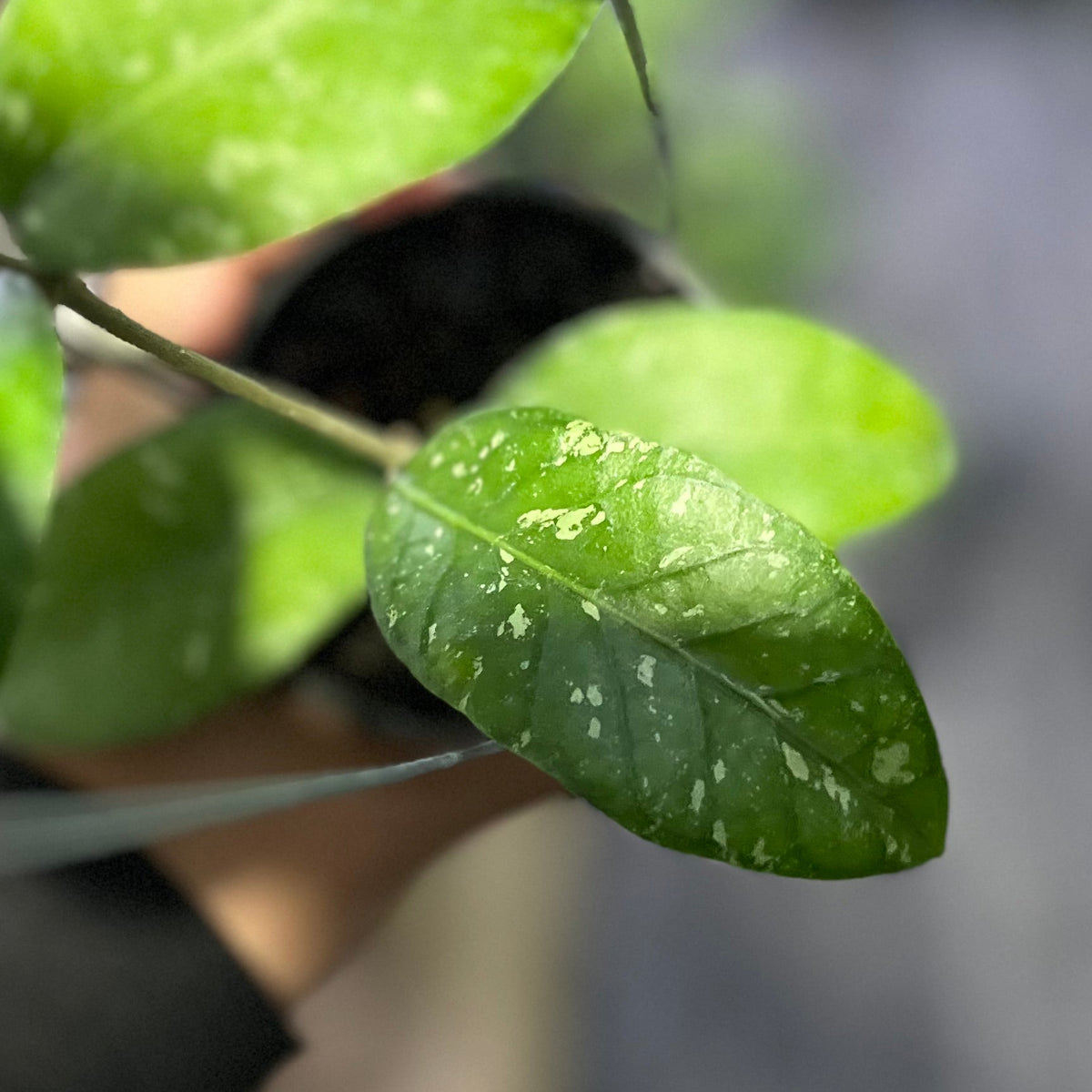 Hoya sp aceh lelumu dwarf