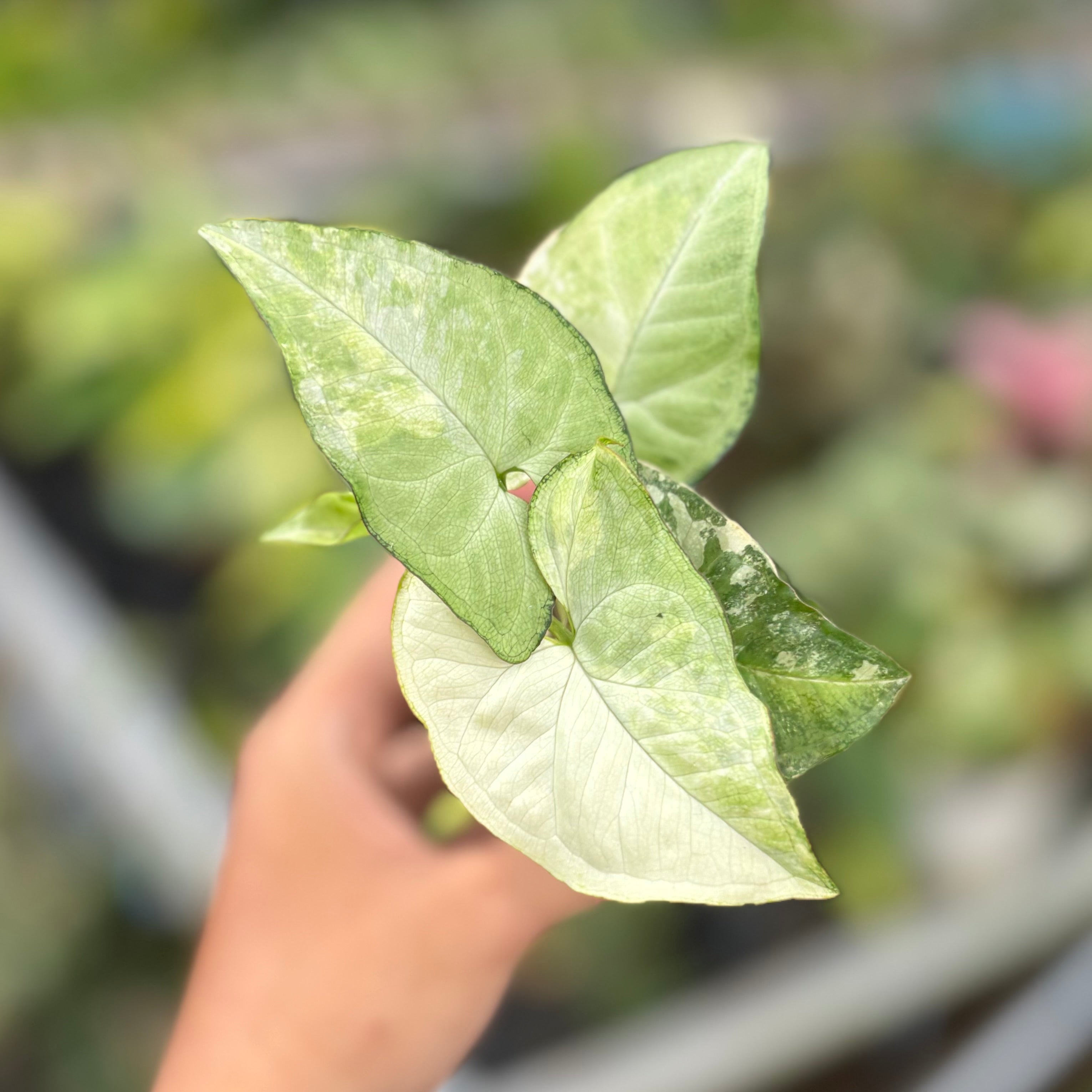 Syngonium white butterfly variegated