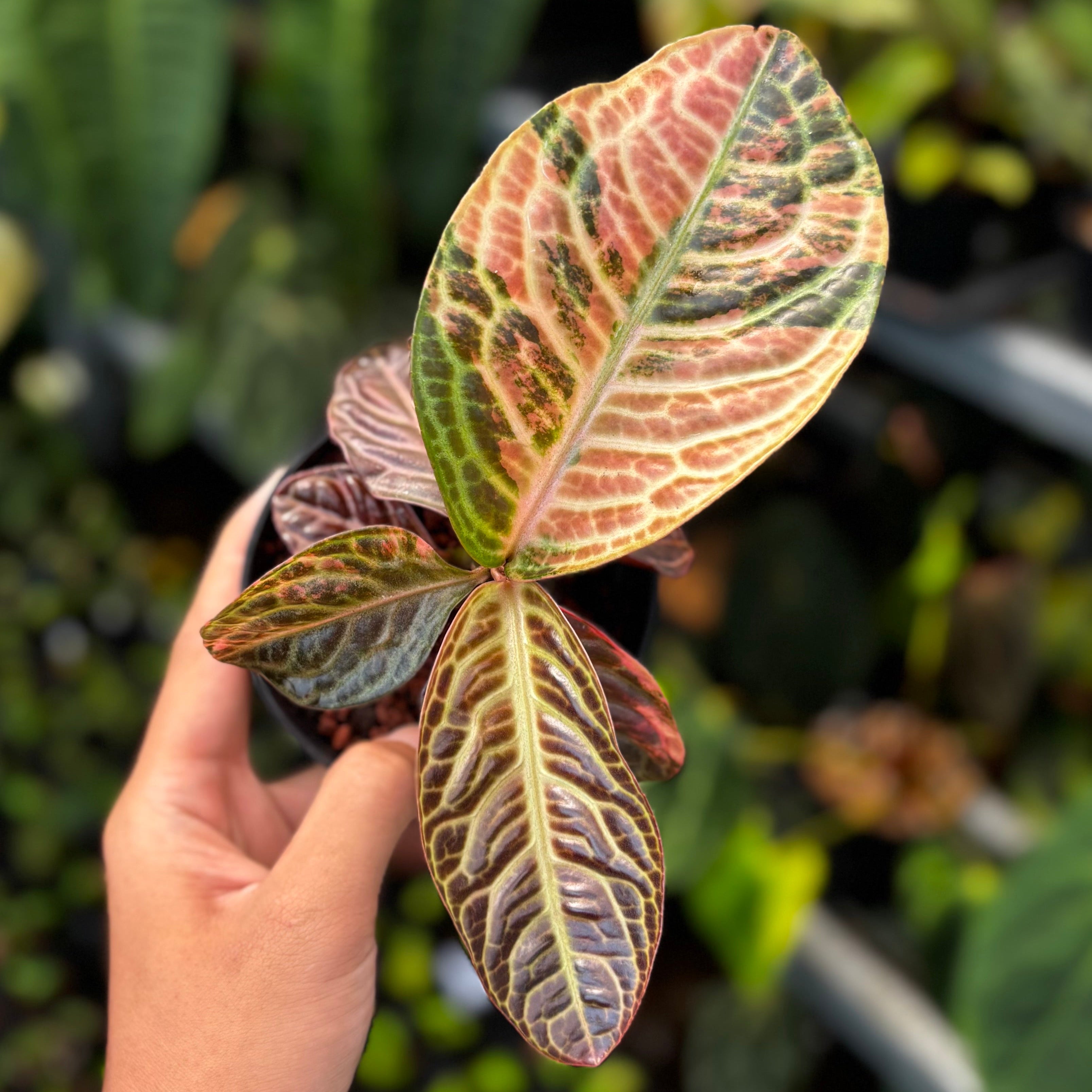 Labisia Turtle Back Variegated