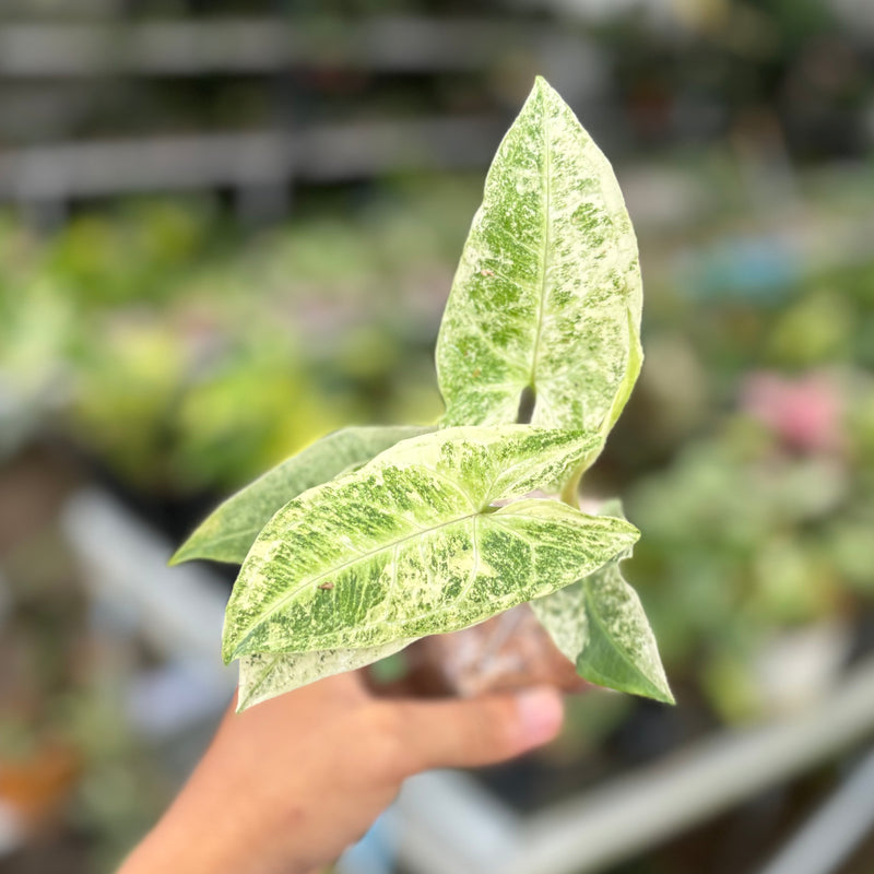 Syngonium batik variegated