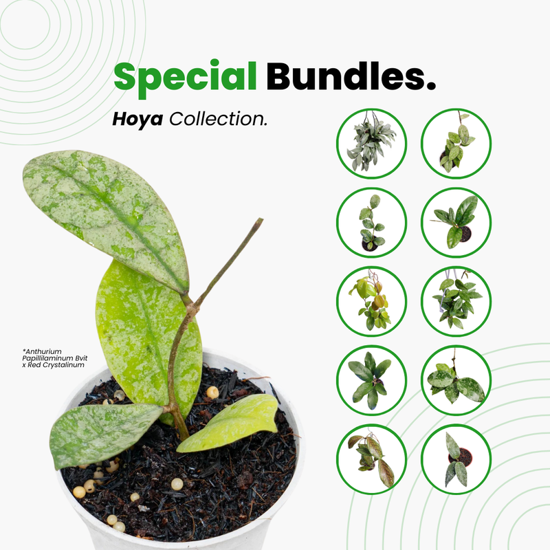 Hoya Special Bundle