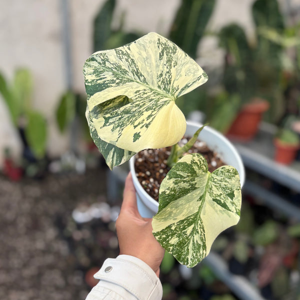 Monstera creme brulee - high variegation